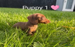 Miniature Dachshund dogs for sale: Ethically Bred Superior Health Tested Miniatures - Image 38