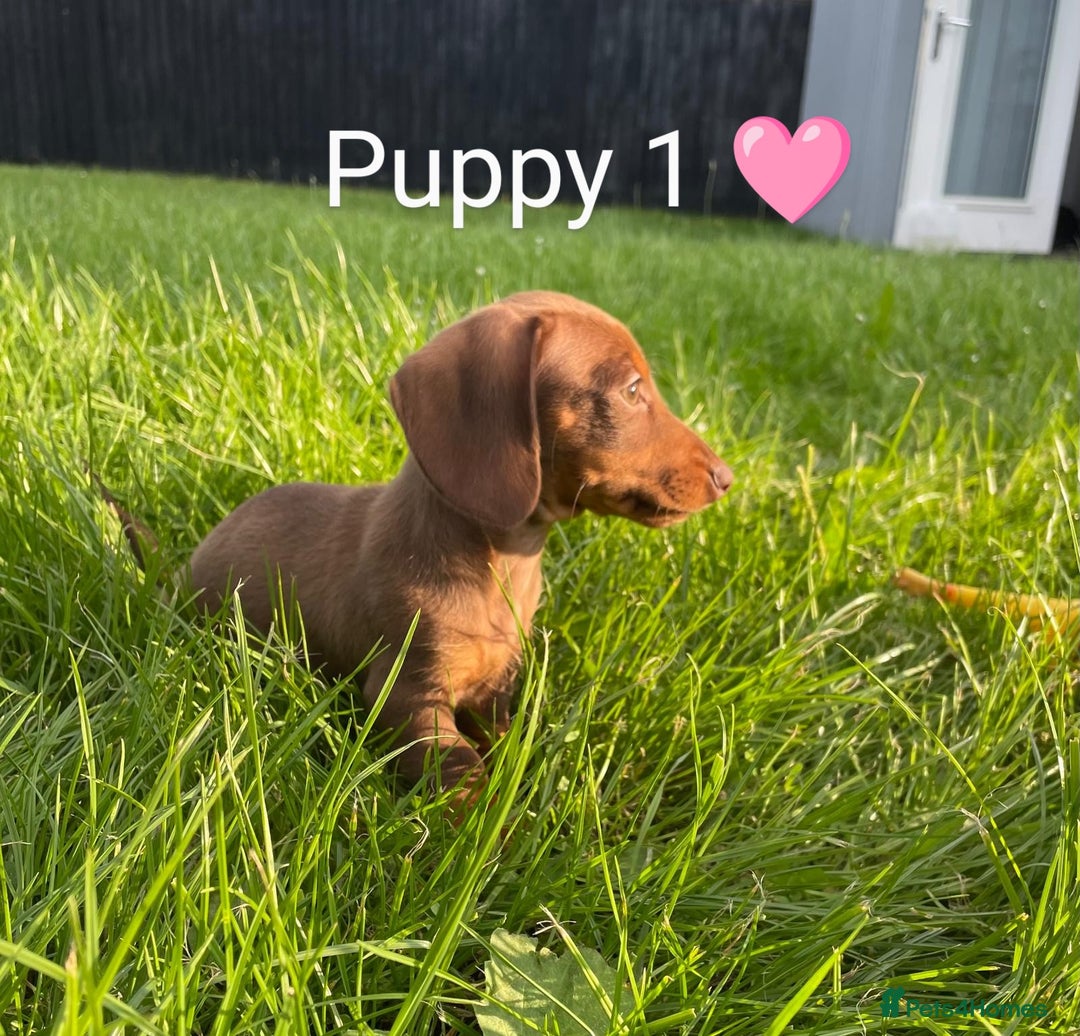 Miniature Dachshund dogs for sale: Ethically Bred Superior Health Tested Miniatures - Image 38