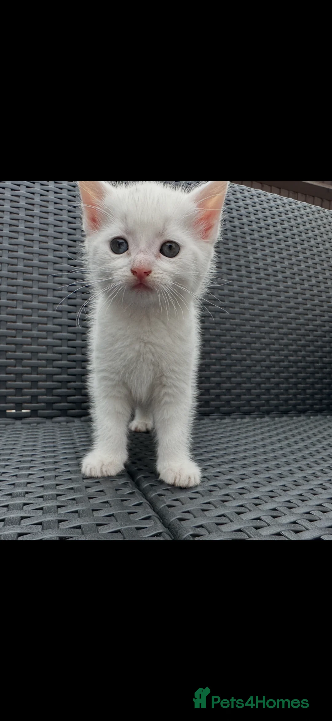 Mixed Breed cats for sale: 4 beautiful kittens  - Advert 2