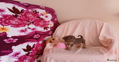 Doxiepoo dogs - Advert 15