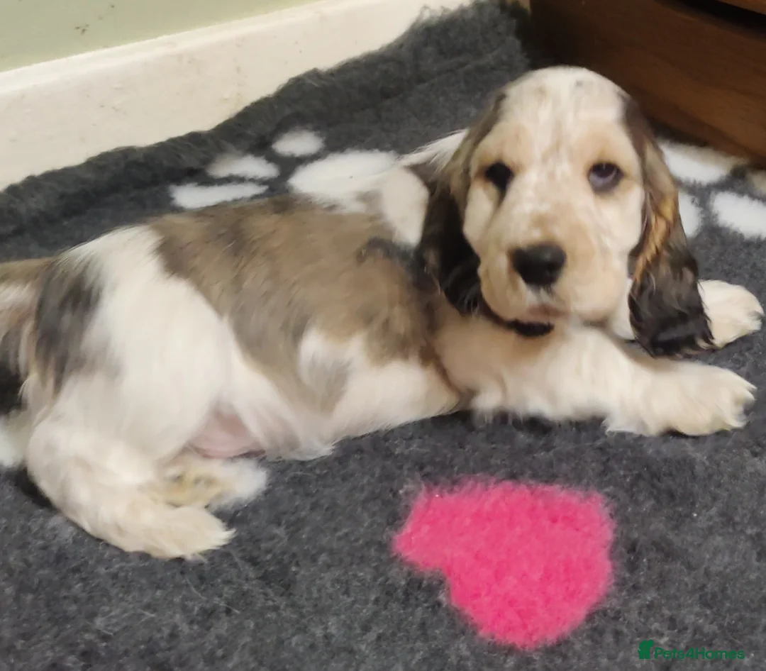 Cocker Spaniel dogs for sale: KC Registered Show Type Cocker Spaniels  - Advert 1