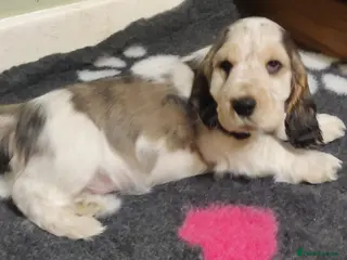 Cocker Spaniel dogs KC Registered Show Type Cocker Spaniels - Advert 1