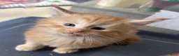 Maine Coon cats for sale: Gorgeous Ben & Jerry Maincoon boys  - Advert 9