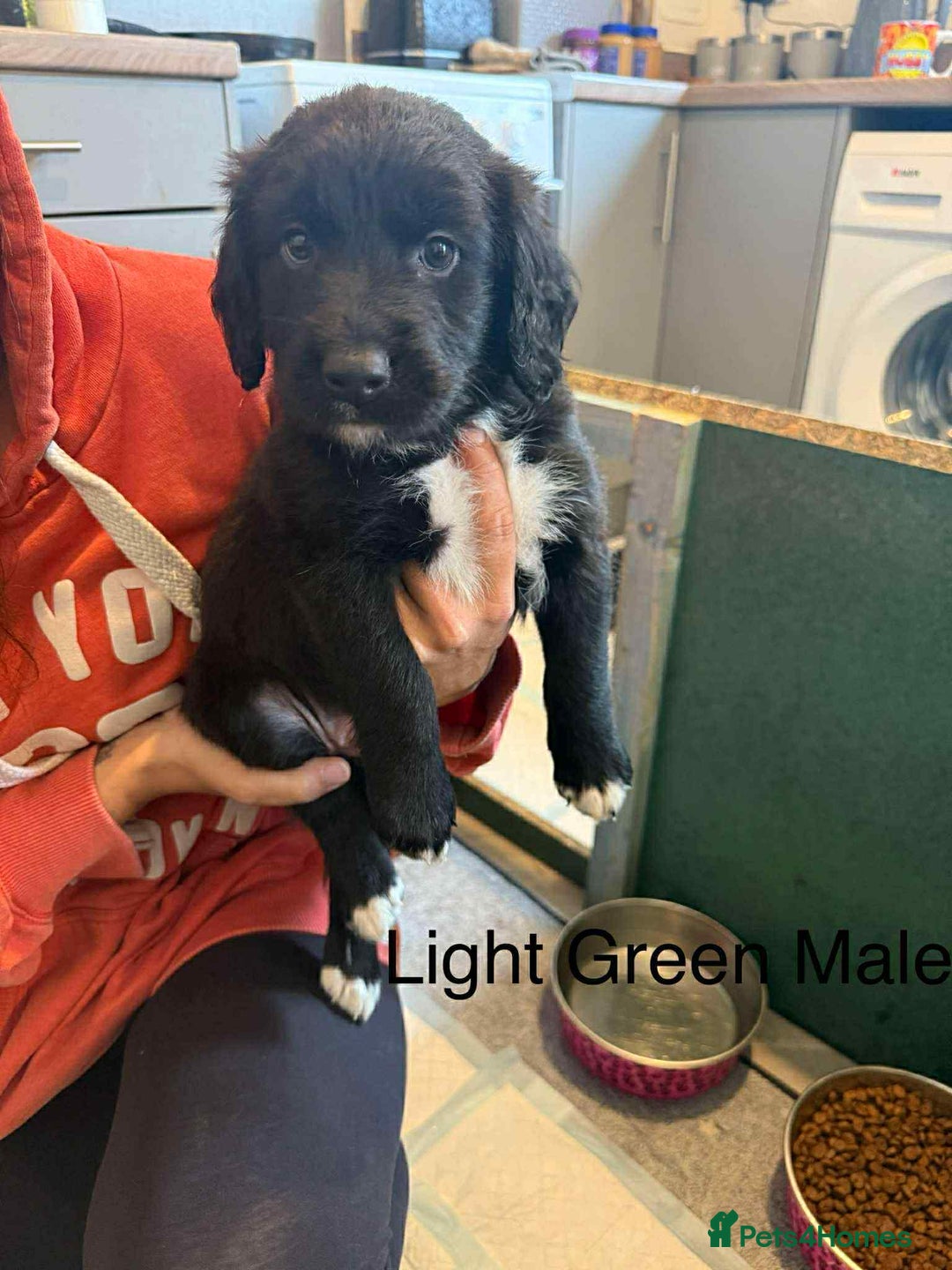 Mixed Breed dogs for sale: Springer Spaniels cross - Image 2