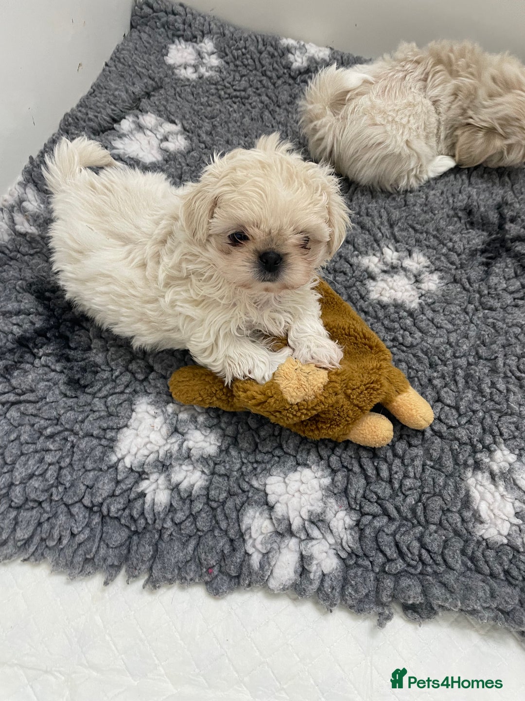 Shih Tzu dogs for sale: Creams shihtzus 5* puppies  - Advert 18