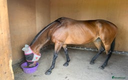 Irish Thoroughbred horses for sale: 15.1 9yo pretty bay mare  - Image 5