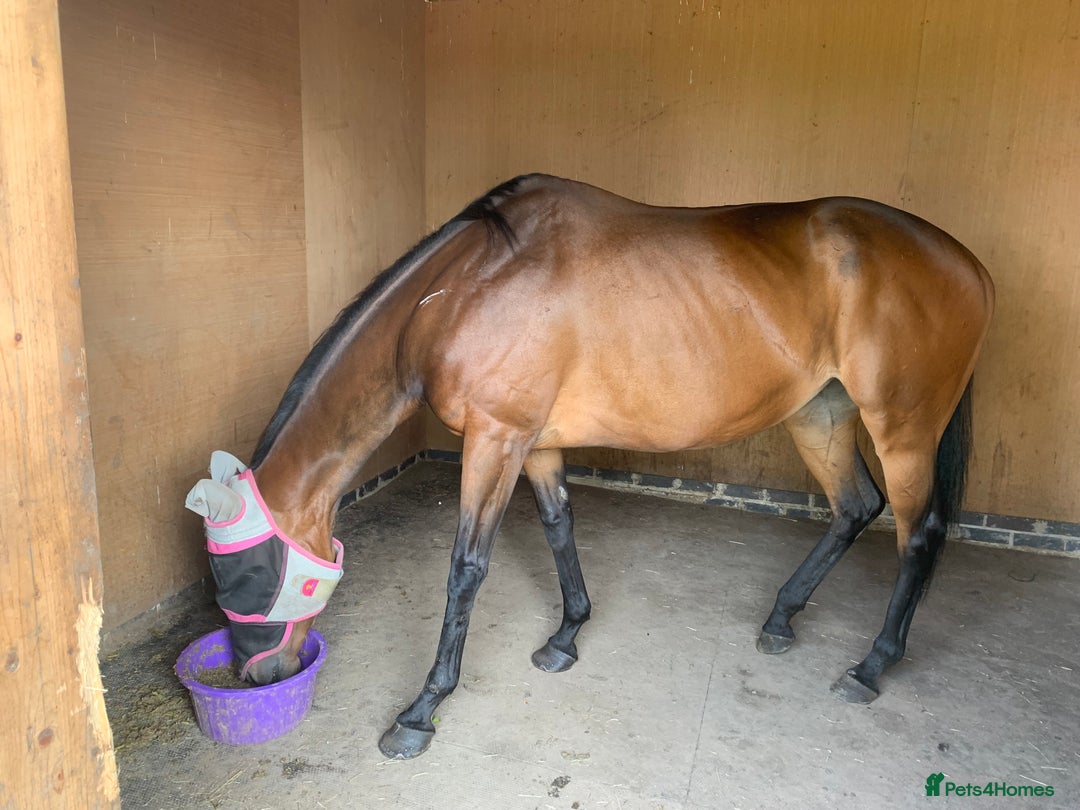 Irish Thoroughbred horses for sale: 15.1 9yo pretty bay mare  - Image 5
