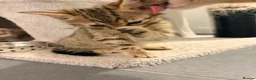 Mixed Breed cats for sale: Female cat grey  in Stoke-on-Trent - Advert 8