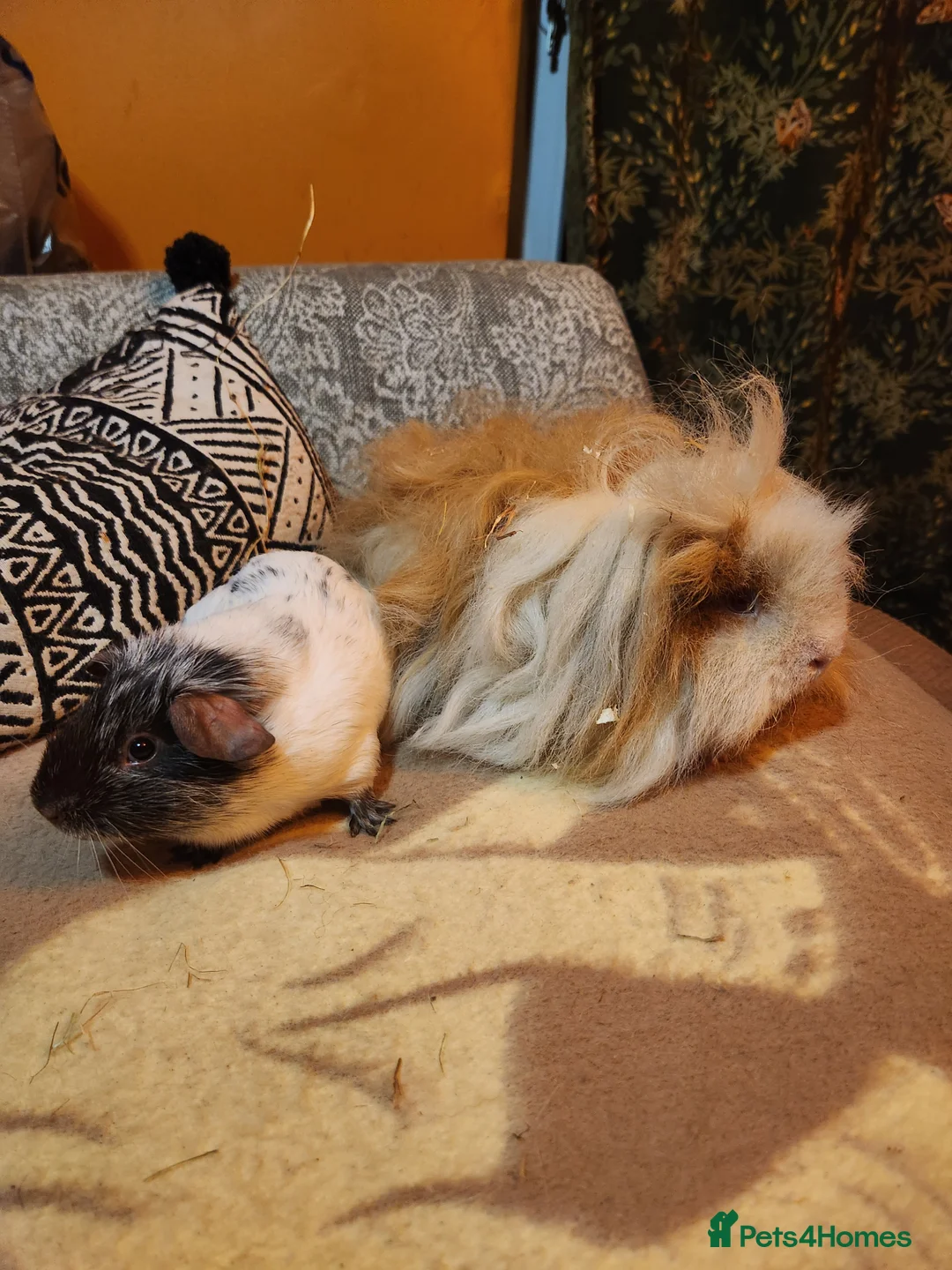 Guinea Pig rodents for sale: Gorgeous pair of guinea pig boars - Advert 2