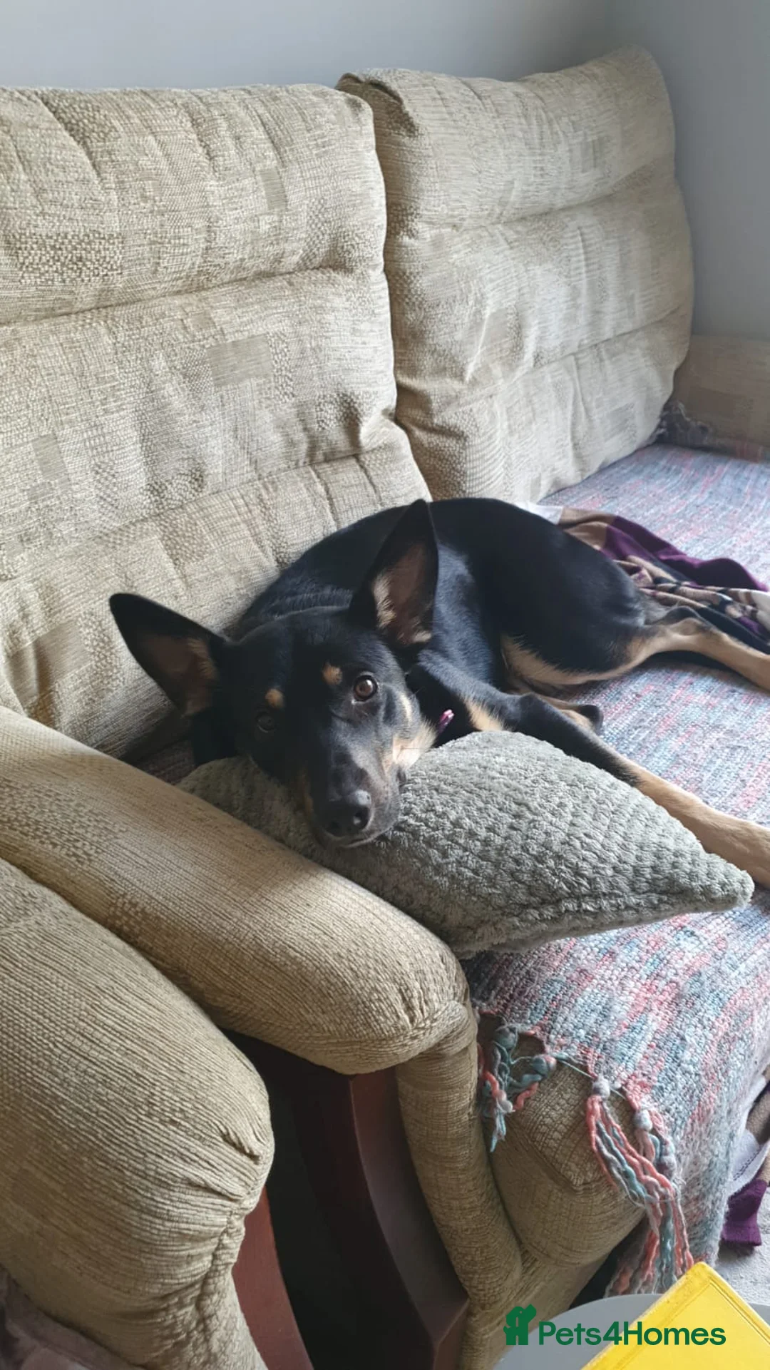 Mixed Breed dogs for sale: German shepard cross collie tricolour  - Advert 2