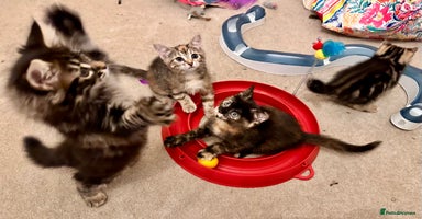 Mixed Breed cats Amiable mixed breed kittens - Advert 4