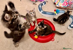 Mixed Breed cats Amiable mixed breed kittens - Advert 4