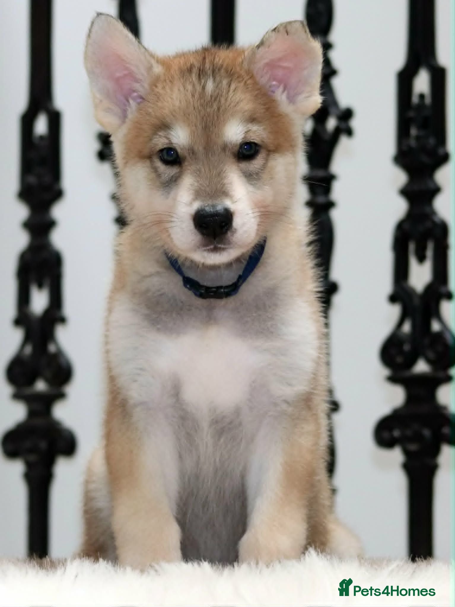 Saarloos Wolfdog dogs Timber Dog puppies - Advert 2