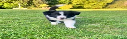 Border Collie dogs for sale: KC Reg Border Collie Puppies - Ready 1/06/2026 - Advert 4