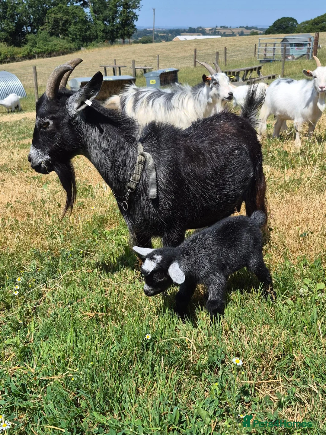 Goats livestock for sale: Disbudded wether PYGMY GOAT kid - Advert 2