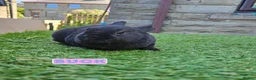 Rex rabbits for sale: Rex & Mini Rex Kits Available - Advert 7