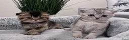 Scottish Fold cats for sale: Scottish Fold cuddlies - Advert 6