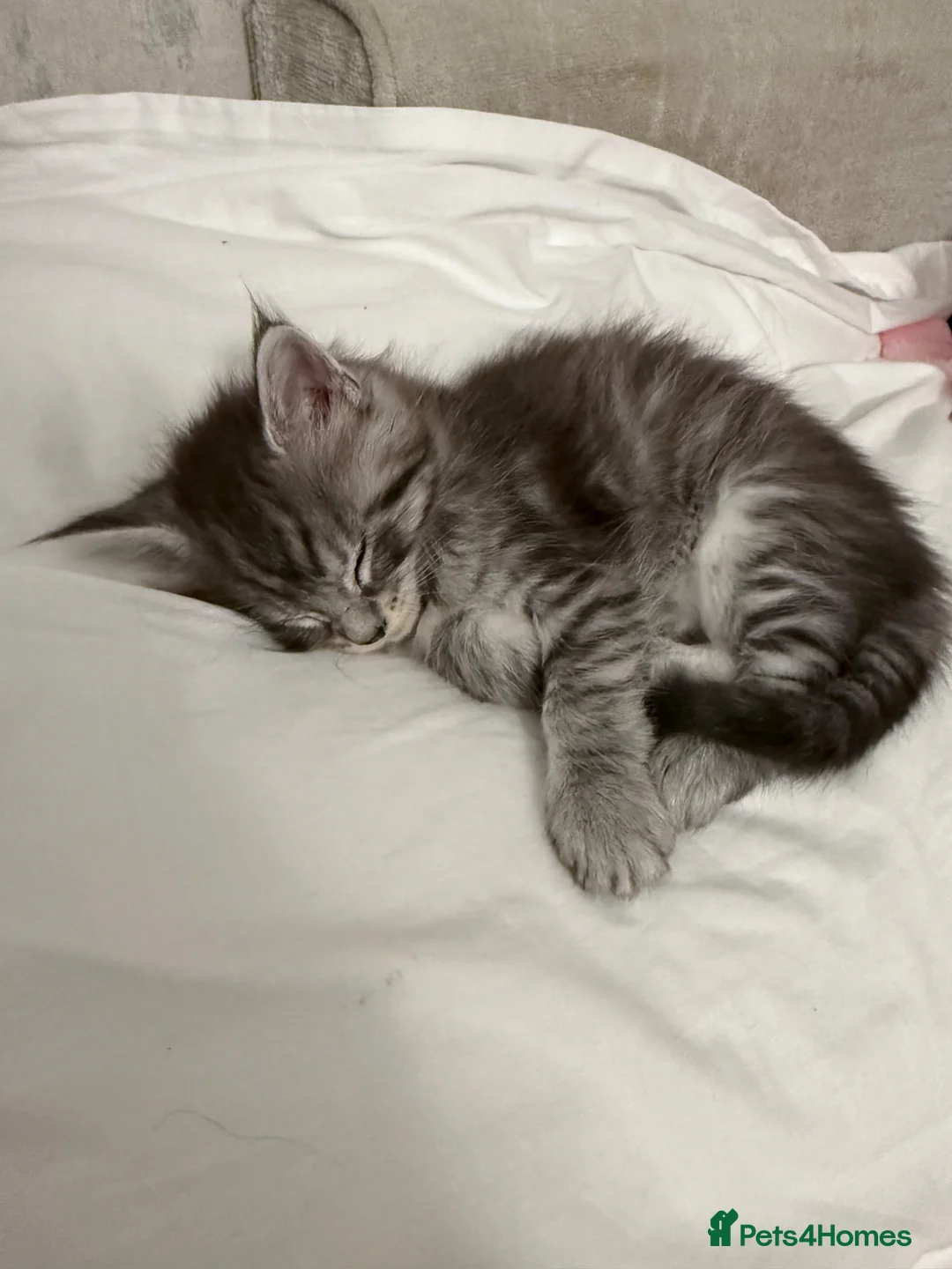 Maine Coon cats for sale: Full Pedigree Maine Coon Kittens  - Advert 2