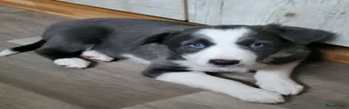 Border Collie Puppy 4