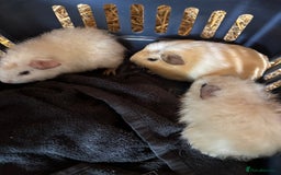 Guinea Pig rodents for sale: 3 x  boar Guinea pig babies - Image 3