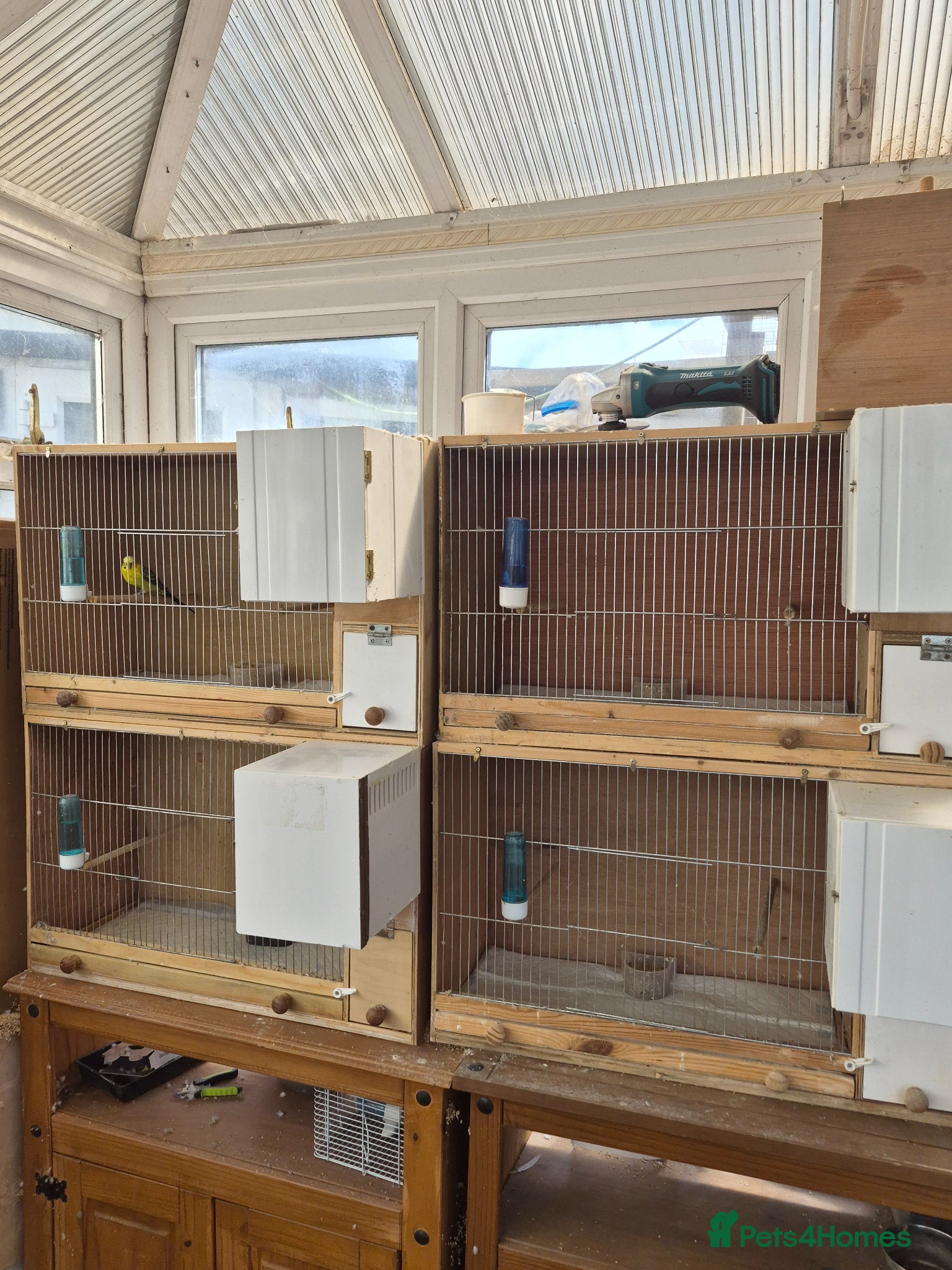Budgerigars birds Breeding cages  - Advert 2