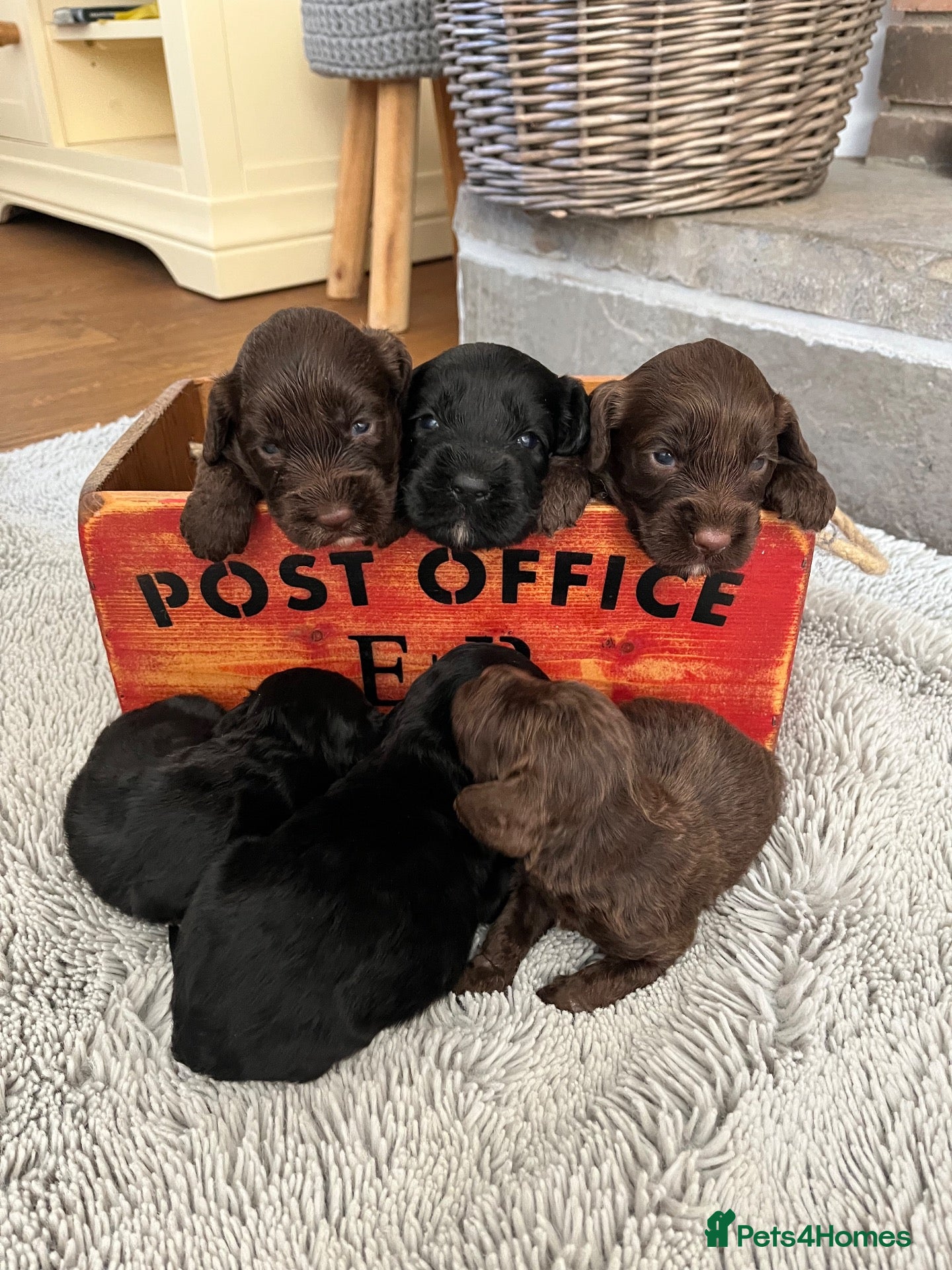 Cockapoo dogs 7 beautiful F1 Cockapoo puppies, brown and black.  - Advert 1