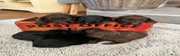 Cockapoo dogs for sale: 7 beautiful F1 Cockapoo puppies, brown and black.  - Advert 1
