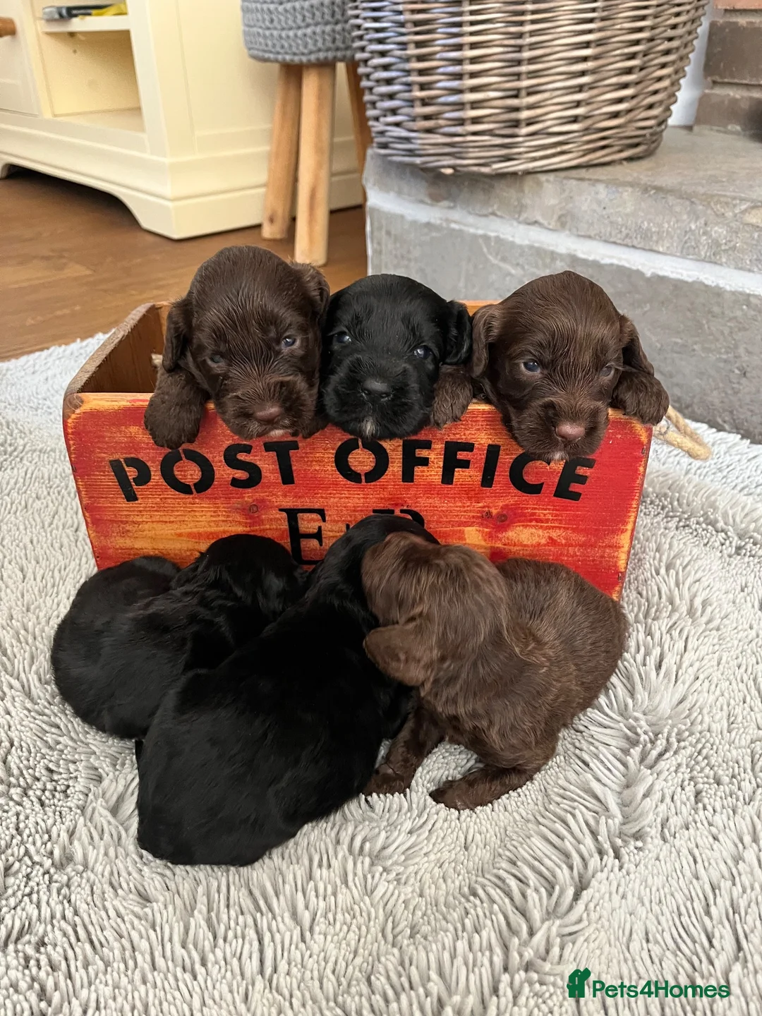 Cockapoo dogs for sale: 7 beautiful F1 Cockapoo puppies, brown and black.  - Advert 1