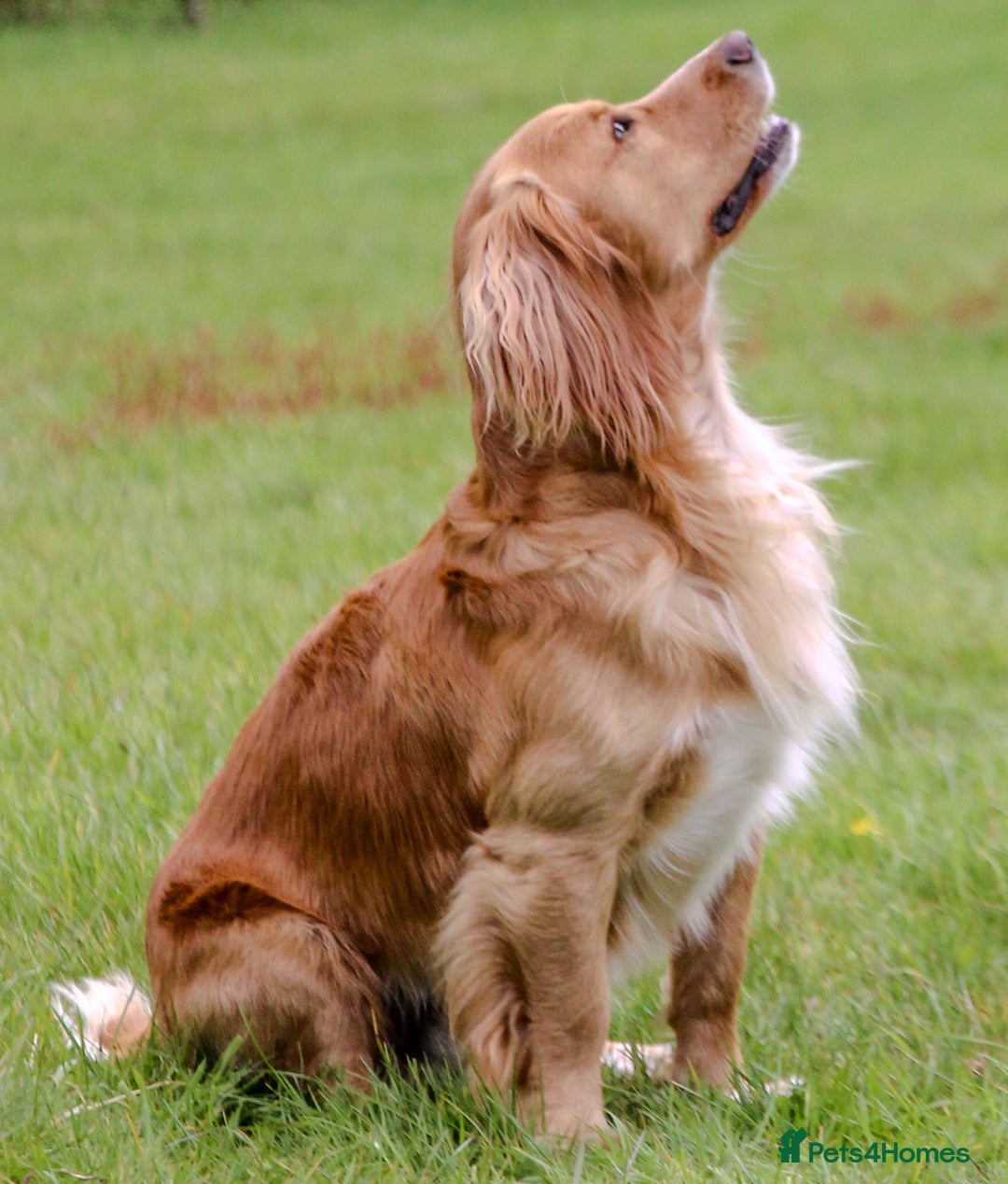 Cocker Spaniel dogs for stud: Stunning KC Working Cocker Spaniel at stud - Advert 2