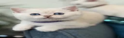 British Shorthair cats for sale: BSH golden point adorable kittens TICA  - Advert 11