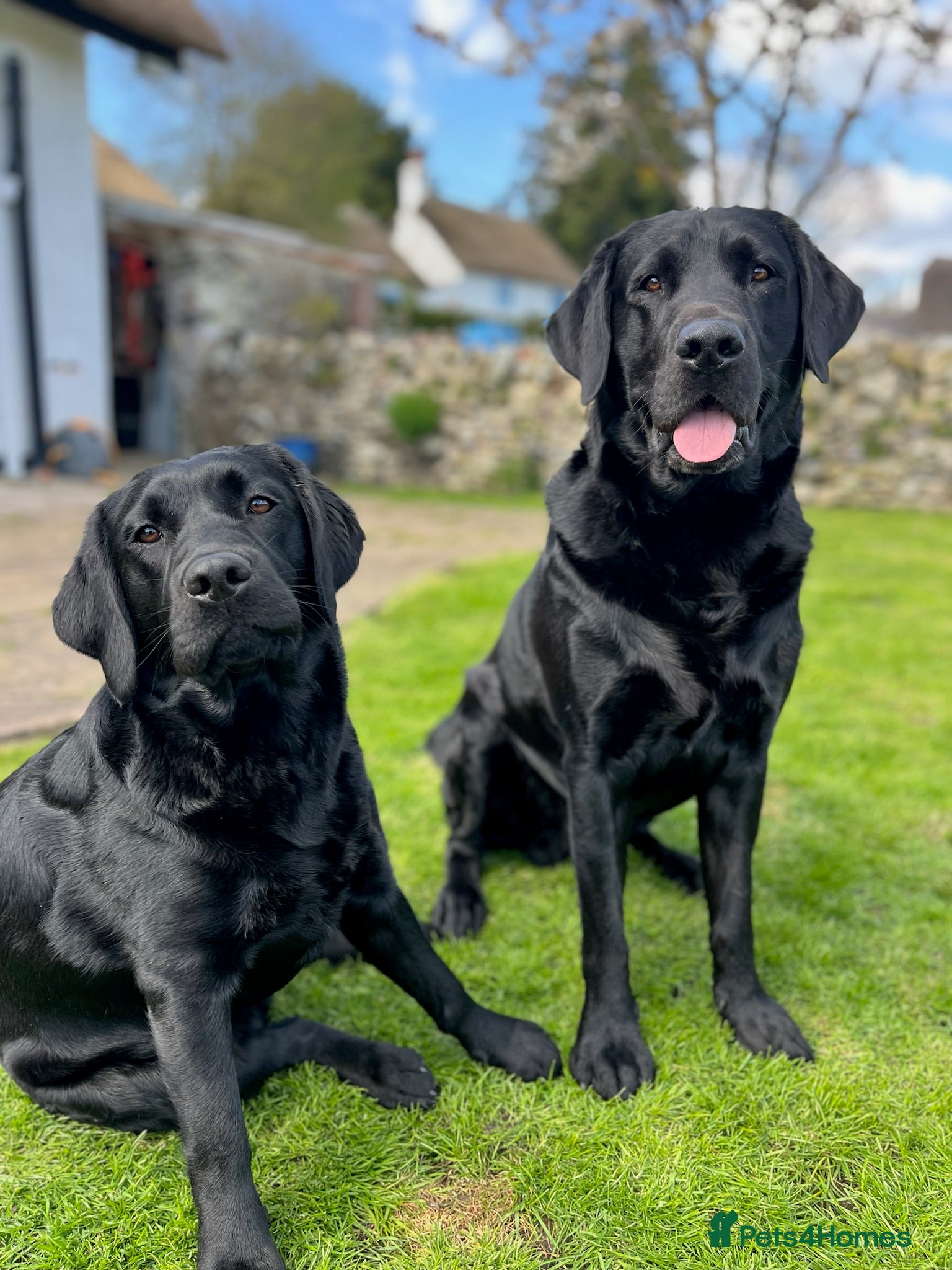 Labrador Retriever dogs Premium Pedigree Puppies for Labrador Lovers - Advert 1