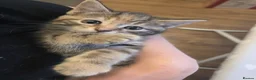 Norwegian Forest Cat cats for sale: Norwegian forest cat X marbled bengal - Advert 4