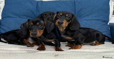 Dachshund dogs - Advert 16