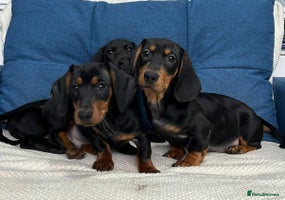 Dachshund dogs - Advert 1