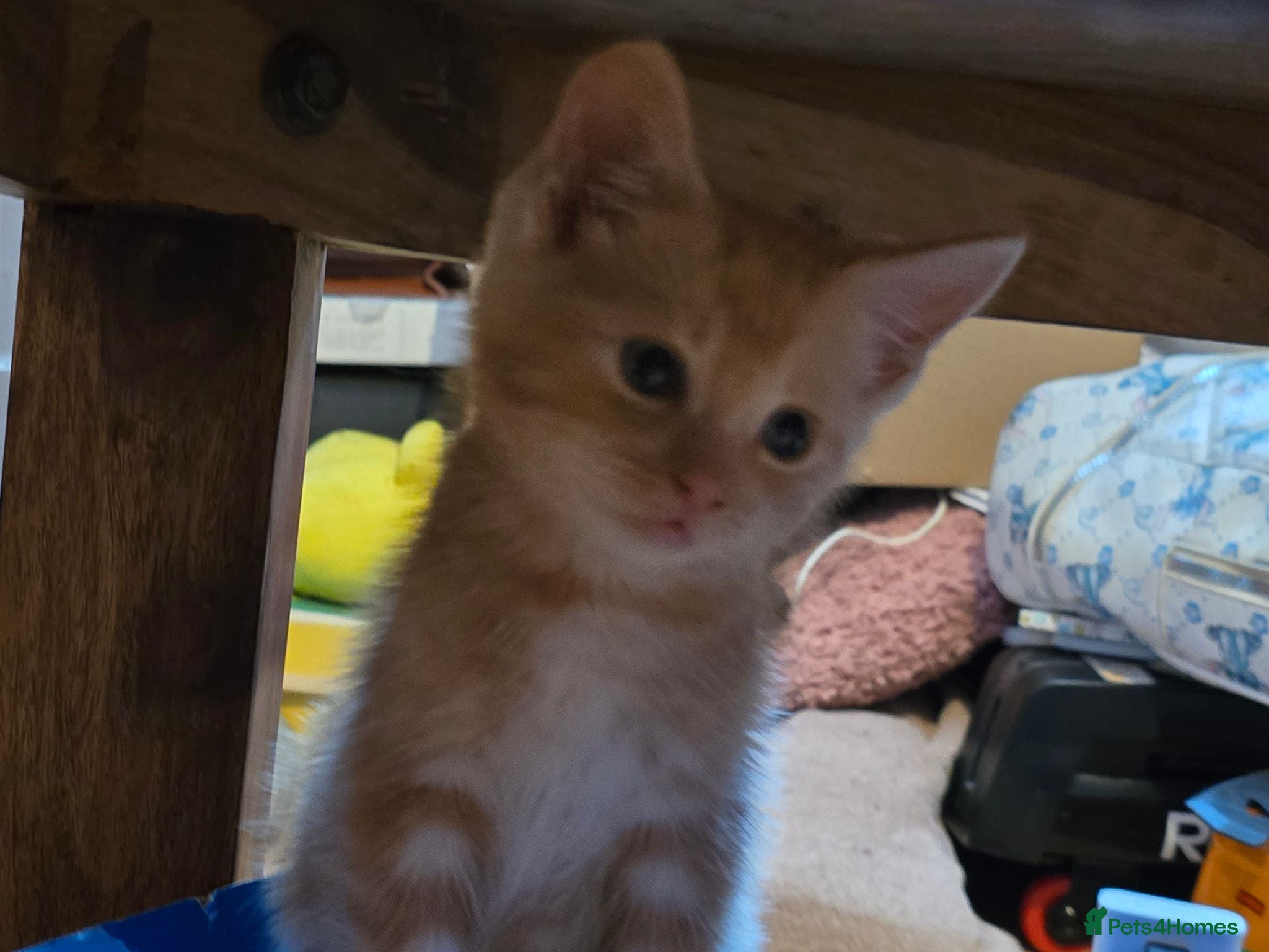 Mixed Breed cats 4 female kittens for sale - Advert 1