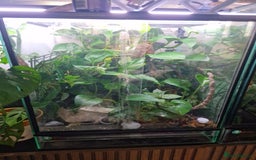 Gecko reptiles for sale: Beautiful female crested gecko - Image 5