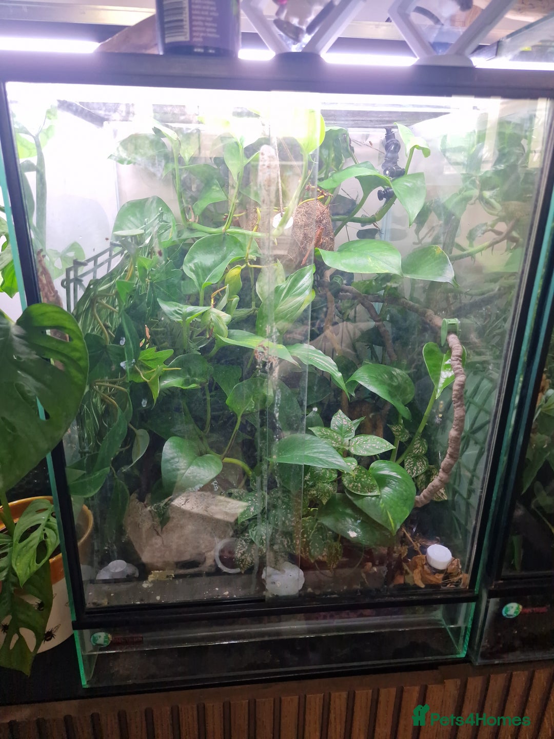 Gecko reptiles for sale: Beautiful female crested gecko - Image 5