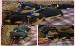 Jack Russell dogs for sale: 3 beautiful jack russell puppies now available  - Image 3