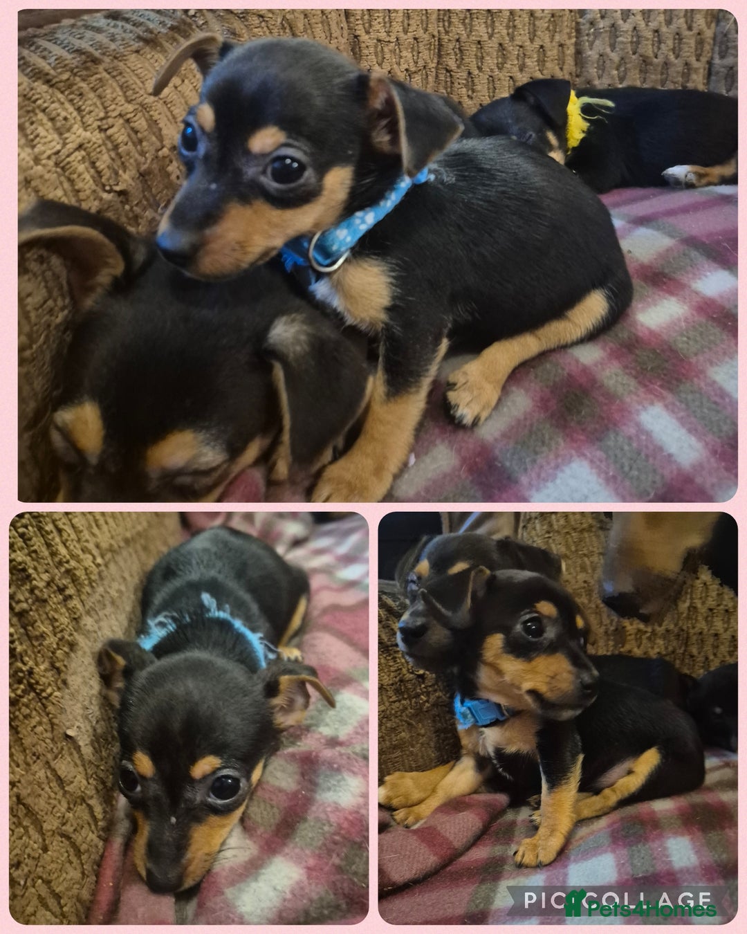 Jack Russell dogs for sale: 3 beautiful jack russell puppies now available  - Image 3
