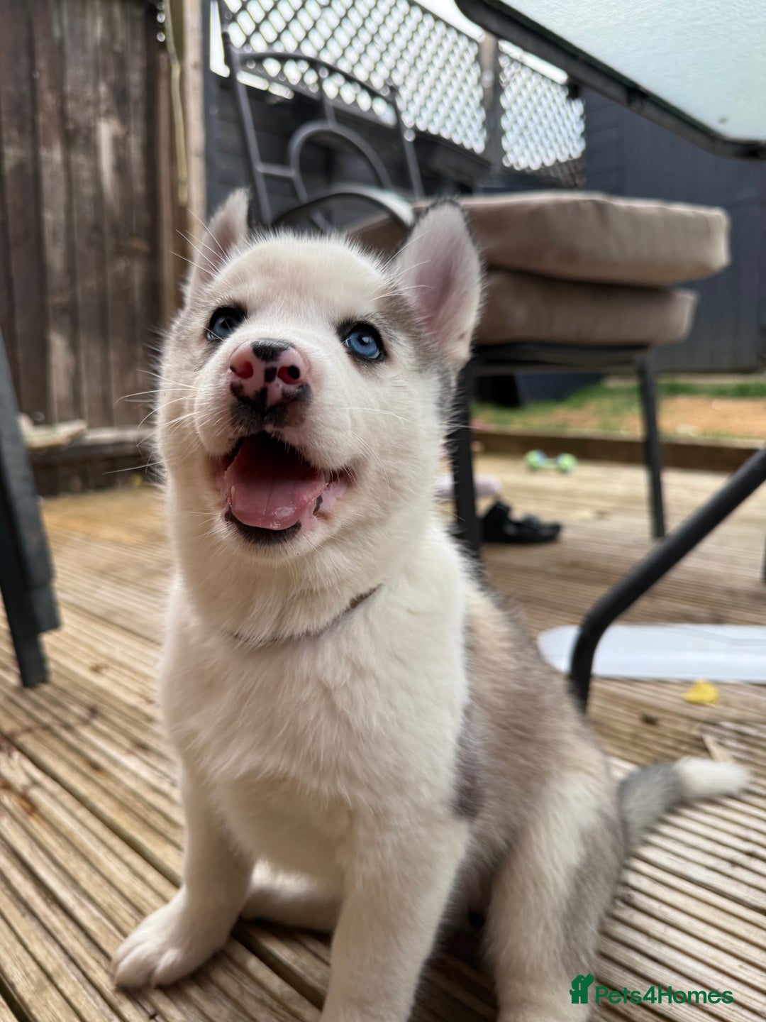 Siberian Husky dogs for sale: Siberian husky - Image 7