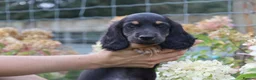 Miniature Dachshund dogs for sale: Outstanding KC Black & Tan Miniature Dachshund Boy - Advert 1