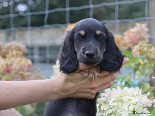 Miniature Dachshund dogs Outstanding KC Black & Tan Miniature Dachshund Boy - Advert 4