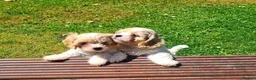 Cavapoo dogs for sale: Beautiful F1 Cavapoo Puppies Ready From 6th June  - Advert 4