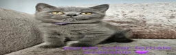 British Shorthair cats for sale: British shorthair kittens READY NOW - Advert 4