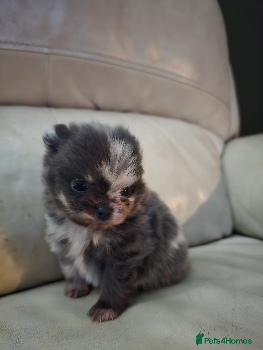 Pomeranian dogs for sale: Outstanding babies available  in Hartlepool - Advert 6