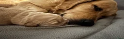 Golden Retriever dogs for sale: Beautiful golden retriever pups 🐾 in London - Advert 3