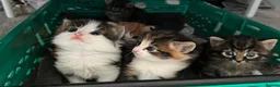 Mixed Breed cats for sale: Adorable kittens looking for loving homes. - Advert 26