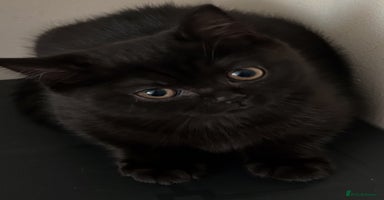 British Shorthair cats - Advert 9