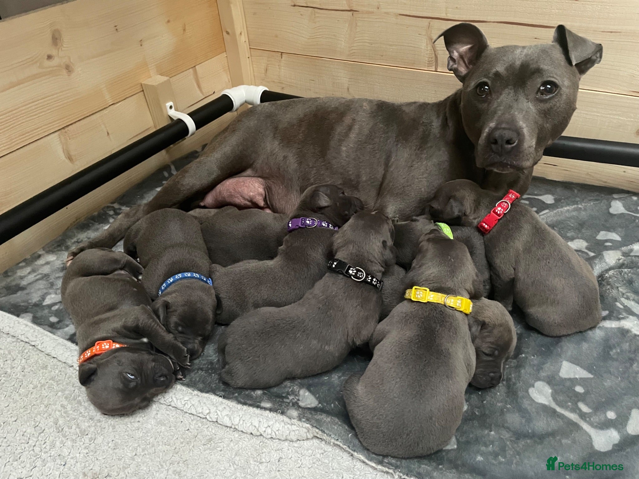 Staffordshire Bull Terrier dogs 9 gorgeous blue Staffordshire bull terrier  - Advert 1