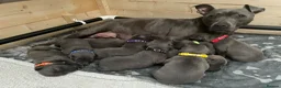 Staffordshire Bull Terrier dogs for sale: 9 gorgeous blue Staffordshire bull terrier  - Advert 1